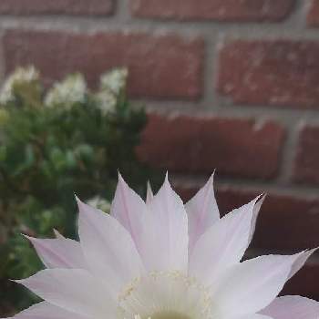 エキノプシス 短毛丸,サボテンの花,バルコニー/ベランダの画像