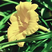 ヘメロカリス,ワスレグサ,スマホ撮影,♡今日のお花♡,季節の花の画像