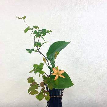 ナツハゼ,ココット百合,オレンジ・ココット,ギボウシ,いけばなの画像