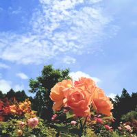 バラ,スマホ撮影,♡今日のお花♡,☁️雲のアート☁️,景色の画像