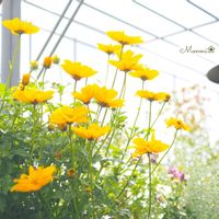 ビーダンス,植物のある暮らし,ハンキング,おうち園芸,黄色い花の画像