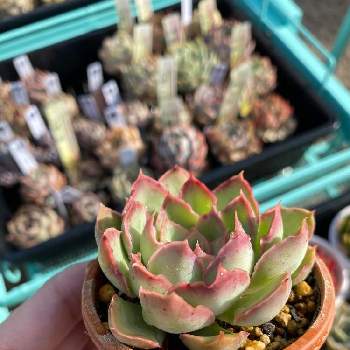 多肉植物,エケベリア属,マジックサバナ葉挿しⓚ,葉挿しの画像