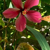 赤いお花,お花大好き,モルディブ,お花,ハイビスカスかな？の画像