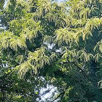 栗の花,くり,クリ,スマホ撮影,♡今日のお花♡の画像