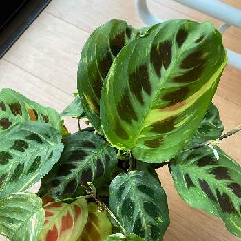 マランタ　ケルビコアナ　斑入り,カラーリーフ,観葉植物,植物のある暮らし,カラフルの画像