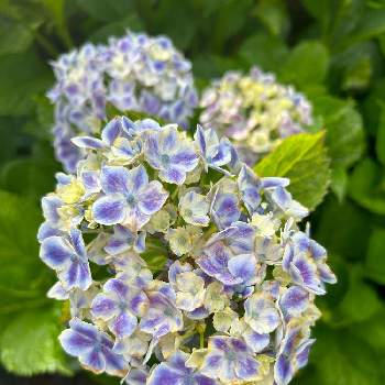みずやり,お顔がこんにちは,ひなたぼっこ✨,おうち園芸,紫陽花 アジサイ あじさいの画像