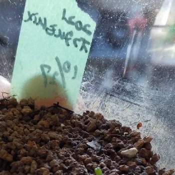 モナデニウム リチェイ,私の癒し,富山支部,多肉植物のある暮らし,胴切りの画像