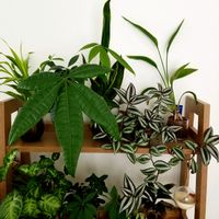 初夏,観葉植物, サンスベリア,ハイドロカルチャー,植物大好きの画像