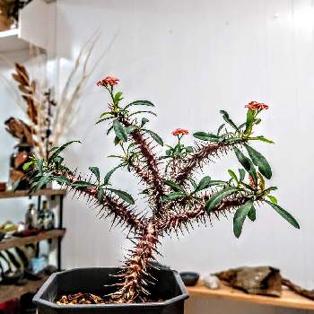 ユーフォルビア ミリー ハイブリッド,多肉植物,開花,観葉植物,自然の画像