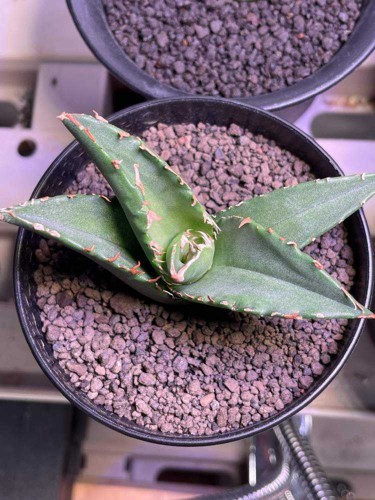 謎に包まれたチタノタ育成記録｜🍀GreenSnap（グリーンスナップ）