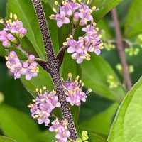 ムラサキシキブ,コムラサキ,植物は癒し,自然大好き,大好きの画像