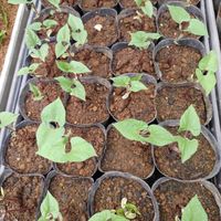 ゴーヤ,ポット栽培,おうちde菜園,実生,ツル性植物の画像