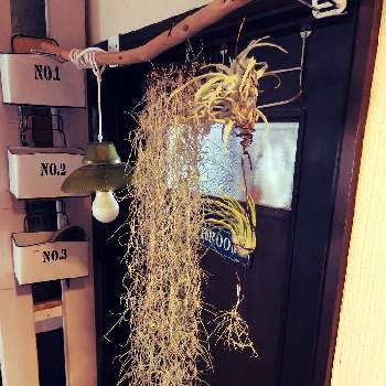 DIYのある暮らし,スパニッシュ モス,プチDIY,緑のある暮らし,雑貨好き♡の画像