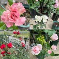 薔薇　プリンセスメグ,バラ ボレロ,シンデレラ,赤い薔薇,リナリアの画像