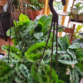 観葉植物,リビング,部屋の画像