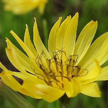 花のある暮らし,春がきた♪,三陽メディアフラワーミュージアムの画像