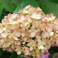 アナベル,花木,紫陽花 アジサイ あじさい,紫陽花が好き♡,アナベル  紫陽花の画像