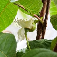 グァバ,グァバの花,フトモモ科,沖縄,おうち園芸の画像