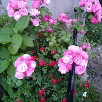 玉紫陽花,ミニ薔薇♡,アンジェラ,ばら バラ 薔薇,薔薇好きの画像