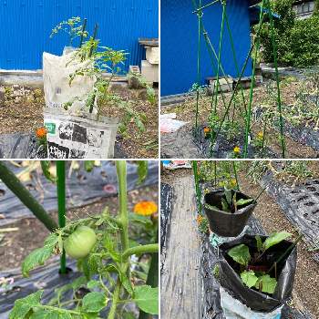 茄子の栽培,ナス科,プランター栽培,茄子　きゅうり　ズッキーニ　ピーマン,家庭菜園プランターの画像