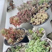多肉植物,多肉の寄せ植え,多肉大好き,家庭菜園,寄せ植えの画像