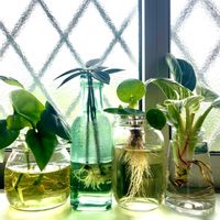 インドアグリーン,水栽培,観葉植物,植物のある暮らし,ボタニカルライフの画像