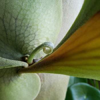 着生植物, ビカクシダ, コウモリラン ,新芽,窓辺の画像
