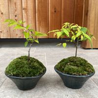 十月桜,ケヤキ,苔 (コケ)の画像