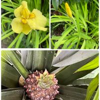 花菖蒲　愛知の輝き,パイナップル,小さな庭の画像