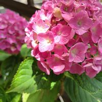 可愛いピンク,キュン♡,鉢植え,何とか紫陽花,映えてる☆の画像