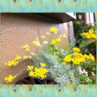 カレープラント,花のあるくらし,癒やし,ハーブの花,おうち園芸の画像