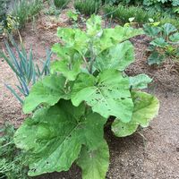 ゴボウ,家庭菜園,再生野菜,リボベジの画像