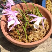 トキソウ,大切な癒やし,ピンクの花,可愛い花,♥︎すてき♥︎の画像