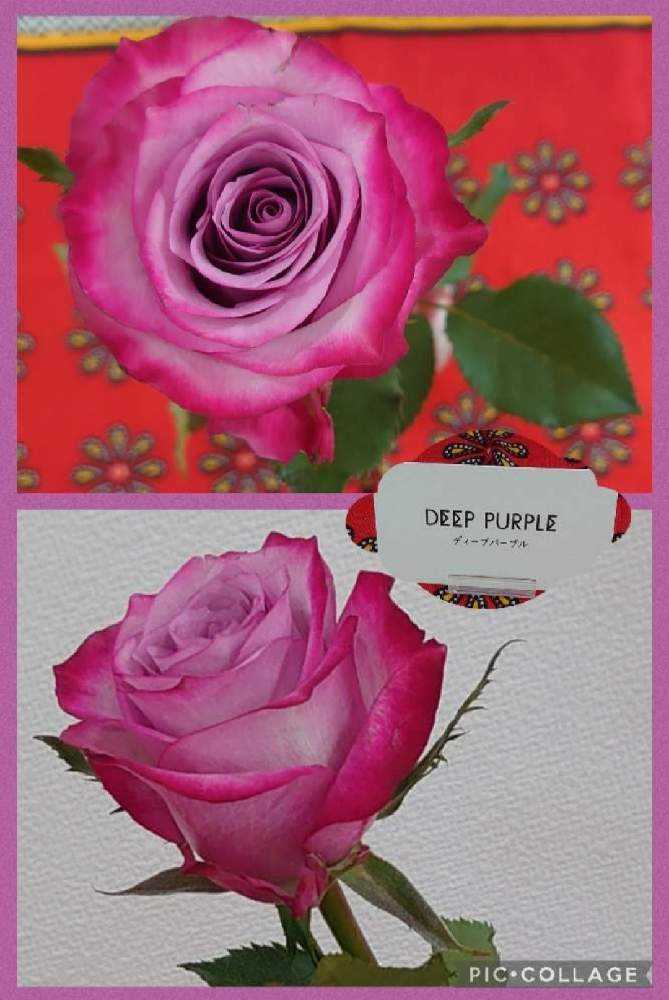 みんなの青薔薇図鑑③【フ〜ホ編】｜🍀GreenSnap（グリーンスナップ）