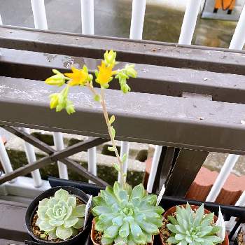 花のある暮らし,春がきた♪,三陽メディアフラワーミュージアムの画像