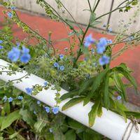 ワスレナグサの画像