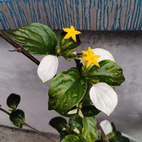 コンロンカ（ハンカチの花）,可愛い花,マイガーデン,育てやすいお花,鉢植えの画像