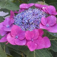 ガクアジサイ,マンションの敷地内,季節の花を楽しむ,薄紫色の花,新型コロナウィルスに負けるなの画像
