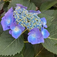 ガクアジサイ,マンションの敷地内,植物の生命力,季節の花を楽しむ,新型コロナウィルスに負けるなの画像
