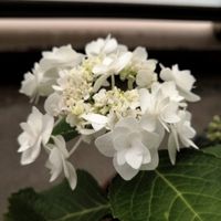 ベランダガーデニング,大好き,紫陽花 アジサイ あじさい,生花,八重咲きの画像