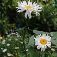 シャスターデージー,おうち時間,お庭のお花,ナチュラルガーデン,GSのみなさんに感謝♡の画像
