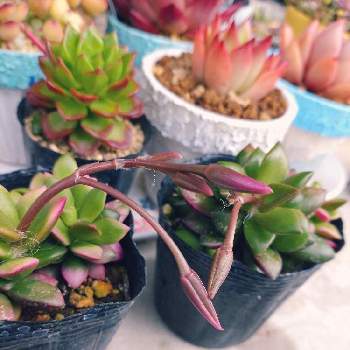 実生記録,多肉植物,エケベリア属,LEDライトの画像