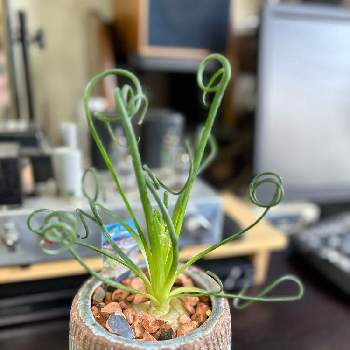 花のある暮らし,春がきた♪,三陽メディアフラワーミュージアムの画像