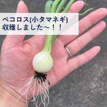 ゴーヤ,適当家庭菜園,なつやさい,ツルレイシ属の画像