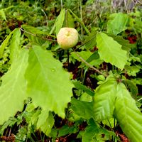 コナラ,ナラメリンゴフシ,在来種,虫こぶ,われら樹木探検隊の画像