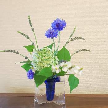 ヤグルマギク*,sasukemama倶楽部,いけばな,生け花,変形花器の画像