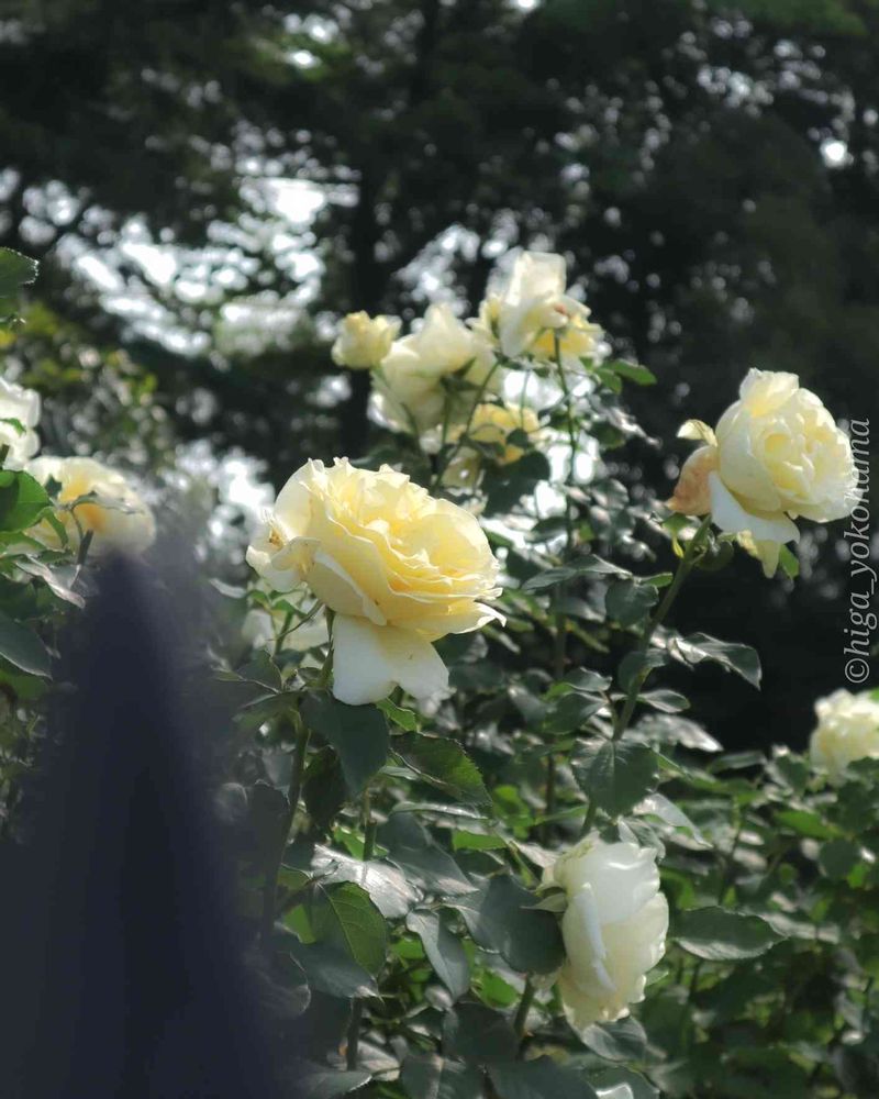 ヒガ君さんの港の見える丘公園への投稿