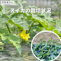 スイカ栽培,自然暮らし,植物のある暮らし,自然のある暮らし,家庭菜園の画像