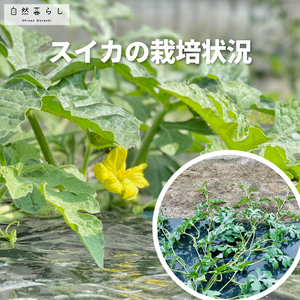 植物のある暮らし,肥料,プランター栽培,ベランダ菜園,露地栽培の画像