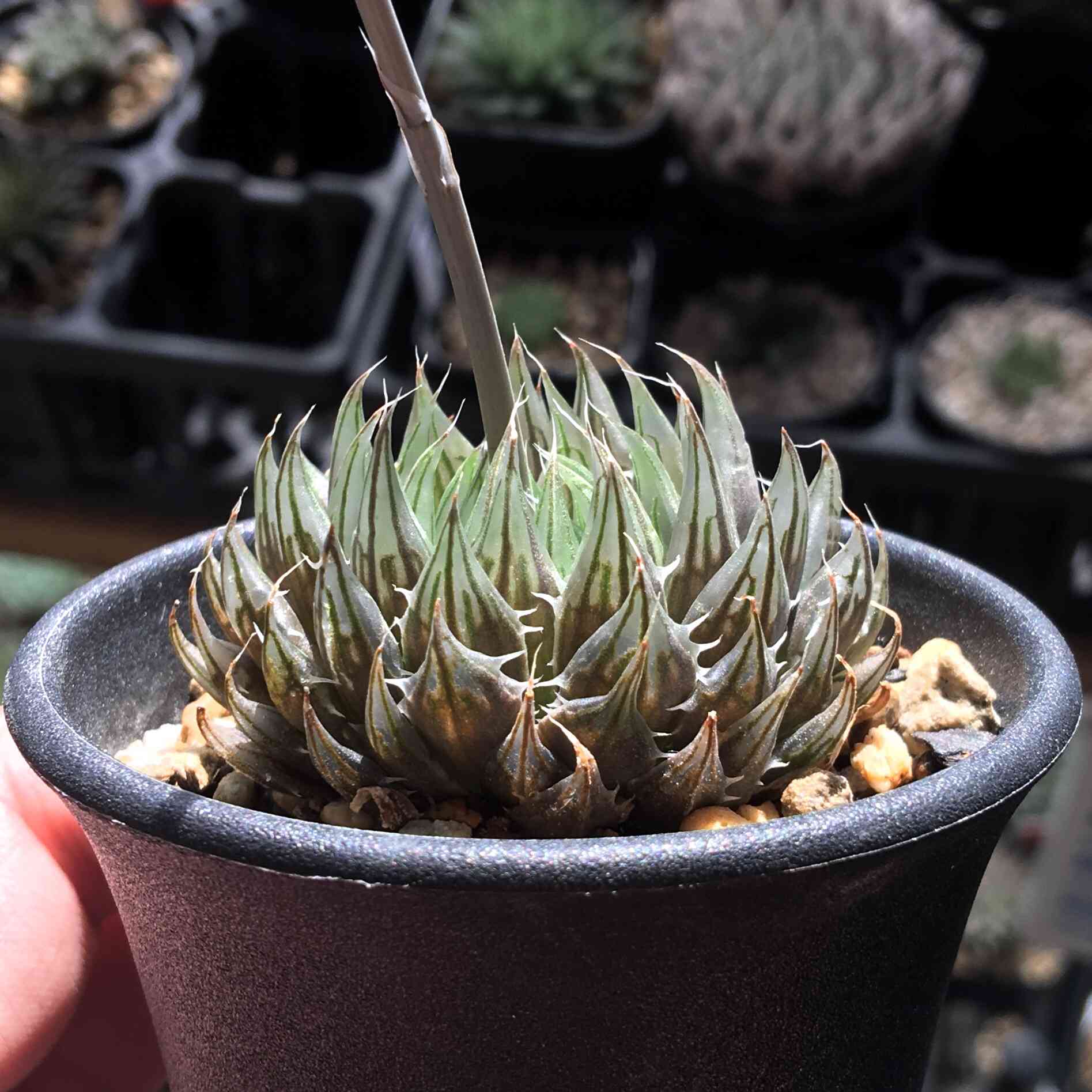 原種】 ハオルチア クーペロイデス H. cooperoides n.n., GP1535, Waaipoort, NE of  Steytlerville 美株 多肉植物